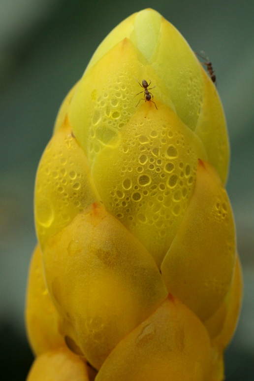 yellow flower